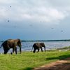Voyage Yulgo Sri Lanka Wild Elephants