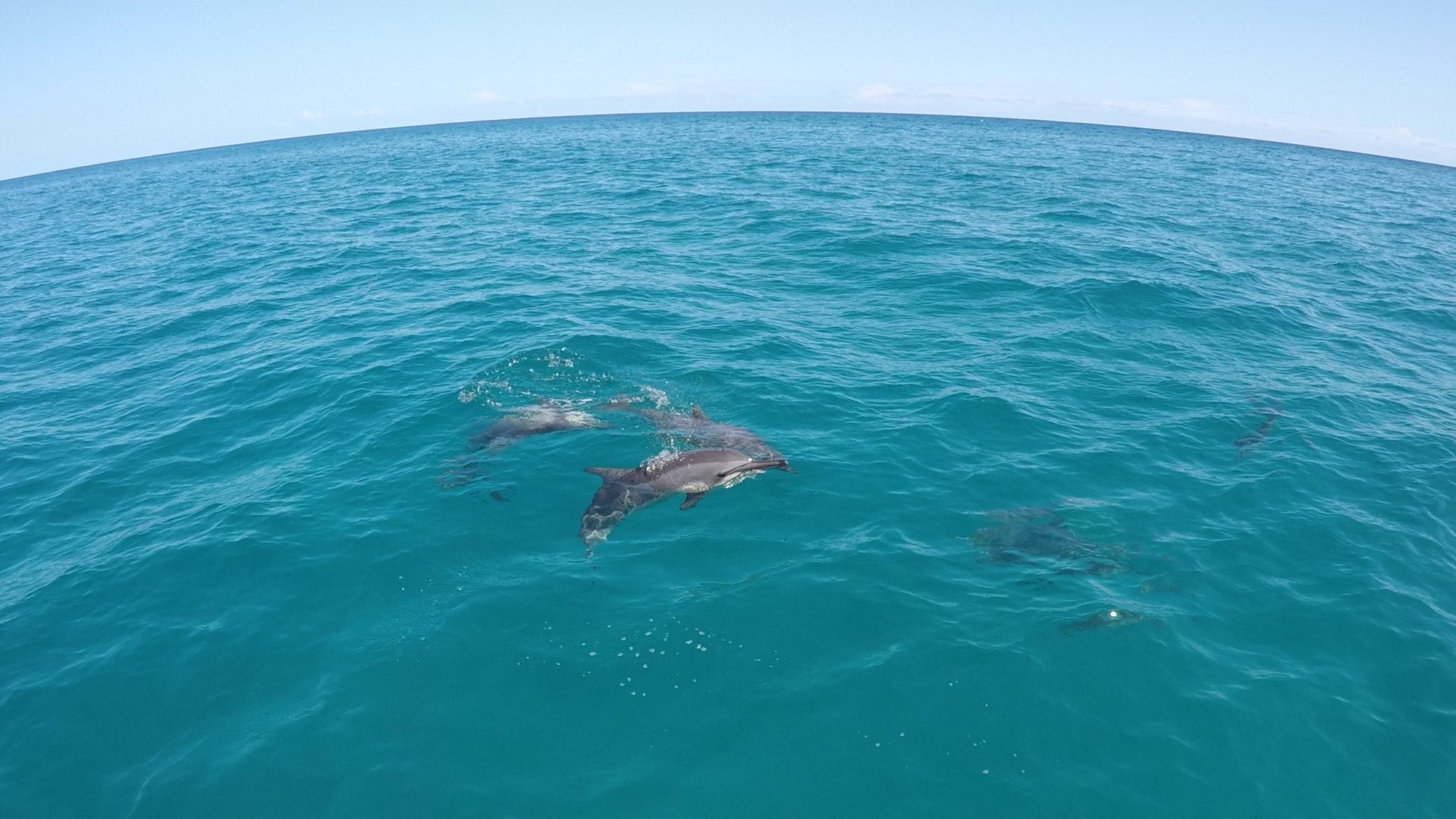 Voyages Yulgo Hawaii Kauai dolphins