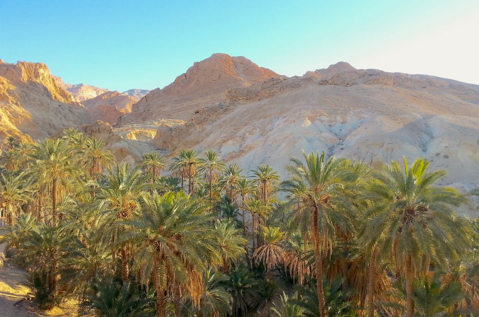 Voyages Yulgo Tunisie oasis