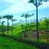 Voyage Yulgo Sri Lanka Tea Plantations