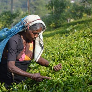 Voyages Yulgo Sri Lanka tea plantation