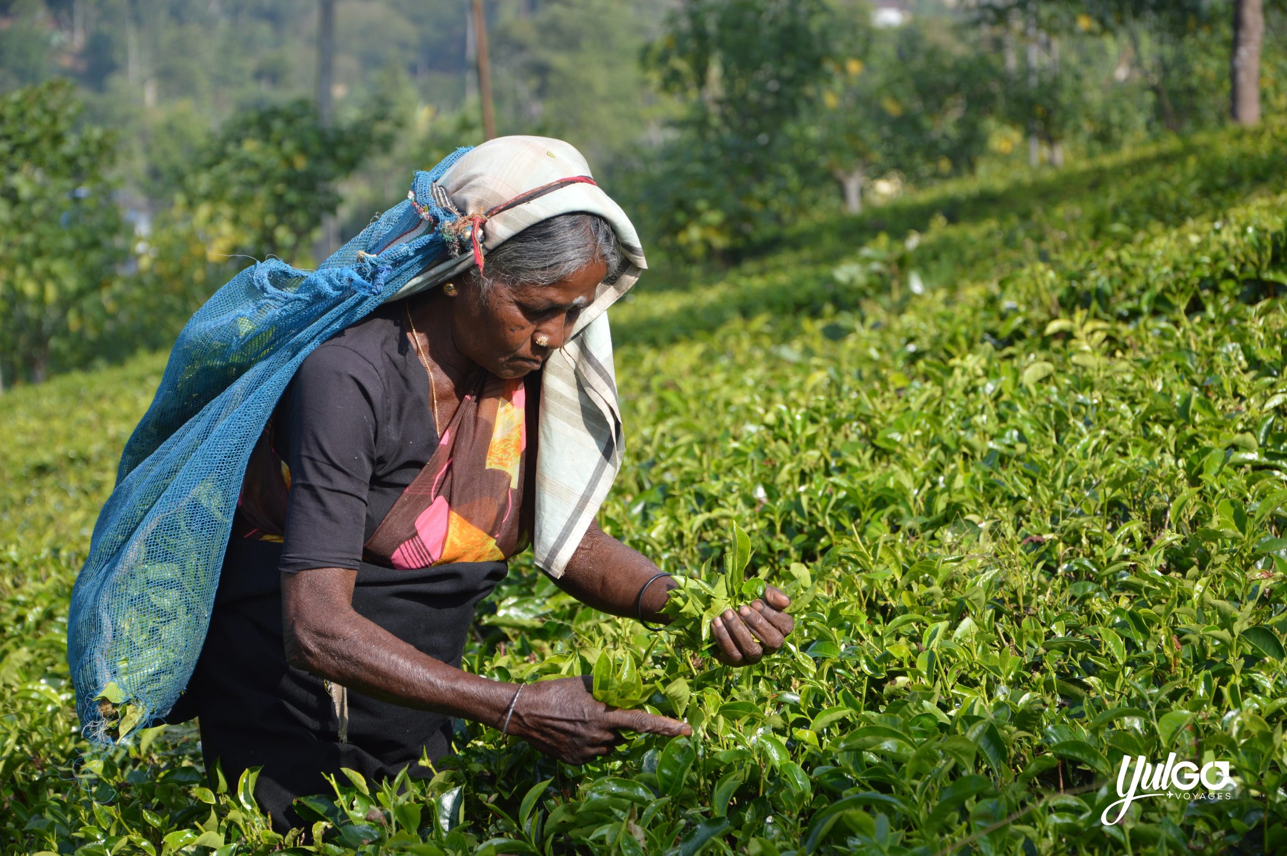 Voyage organisé au Sri Lanka 16