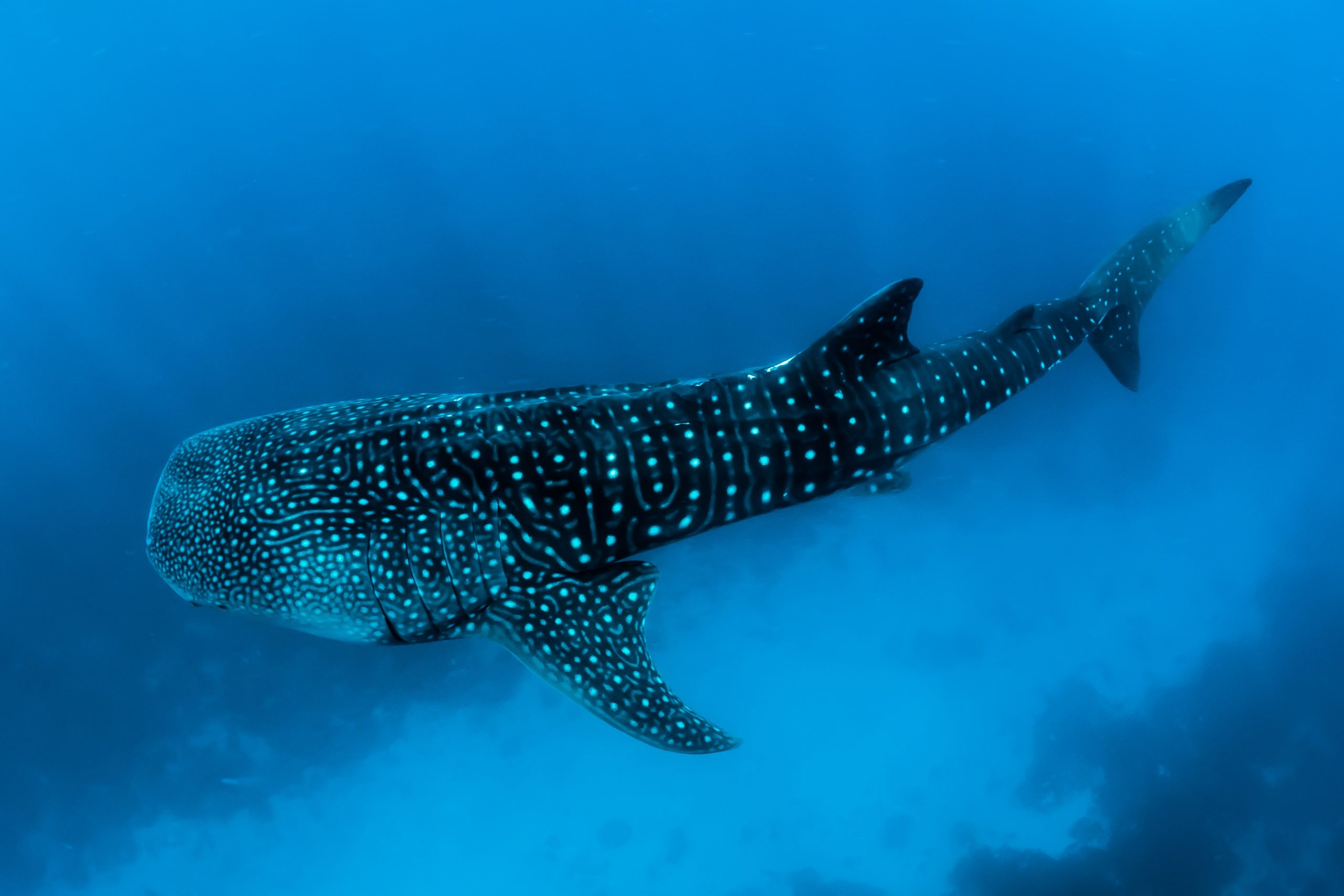 Voyages Yulgo Philippines Whale Shark