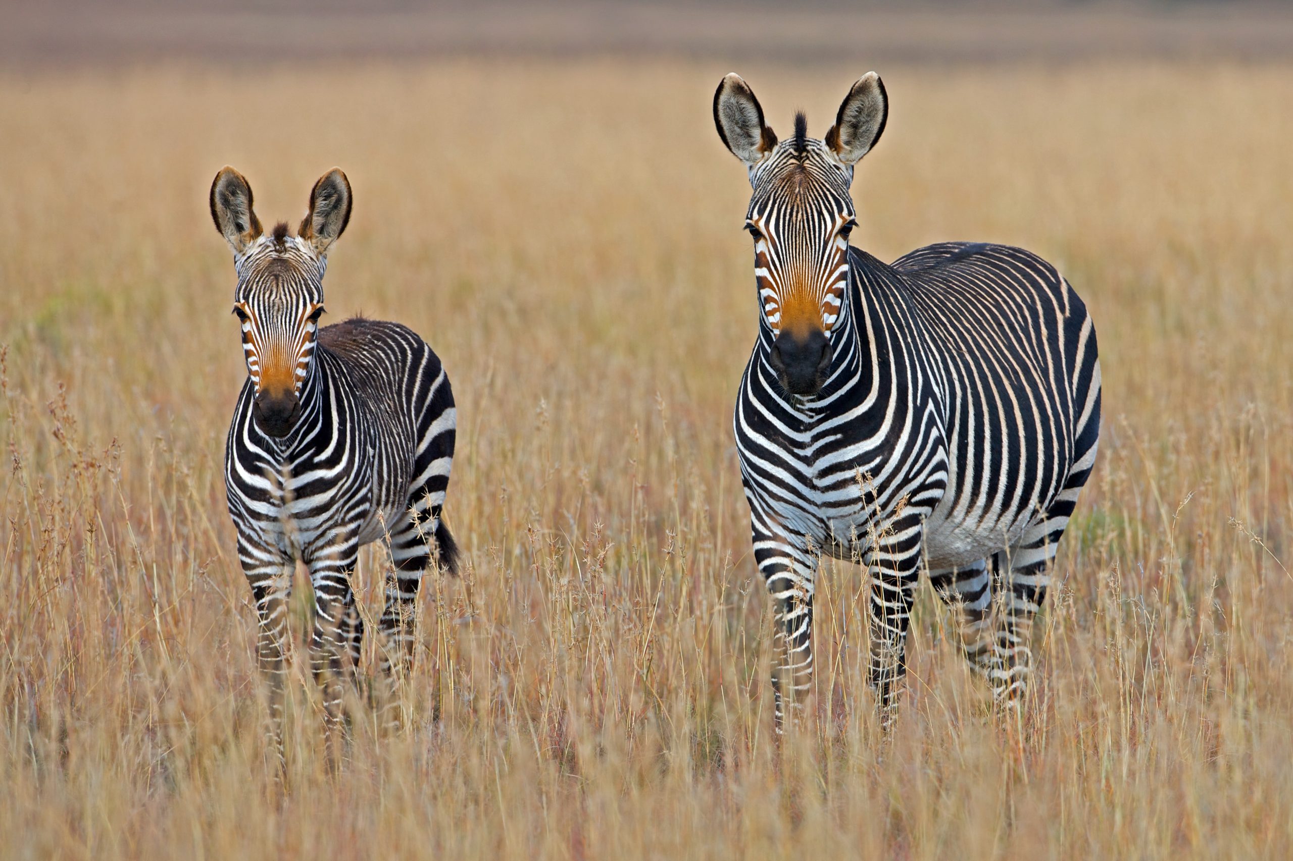 Voyages Yulgo Afrique du Sud Zebra Safari