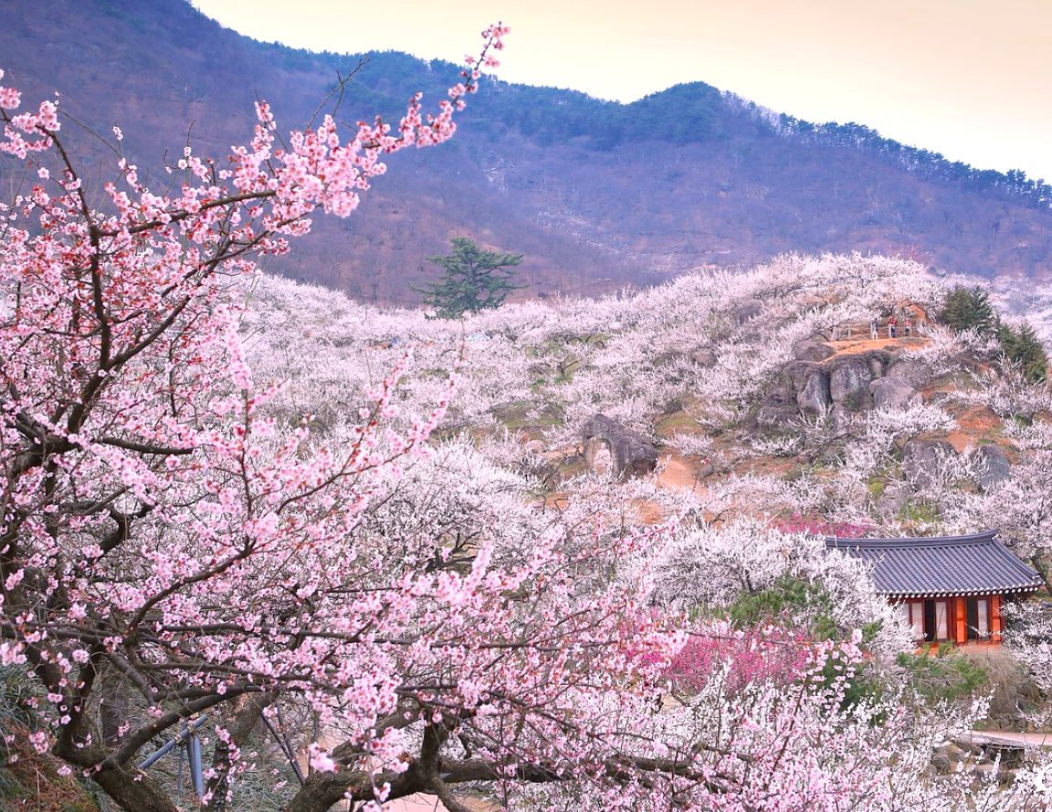 Voyage organisé en Corée du Sud - 10 jours en Corée du Sud