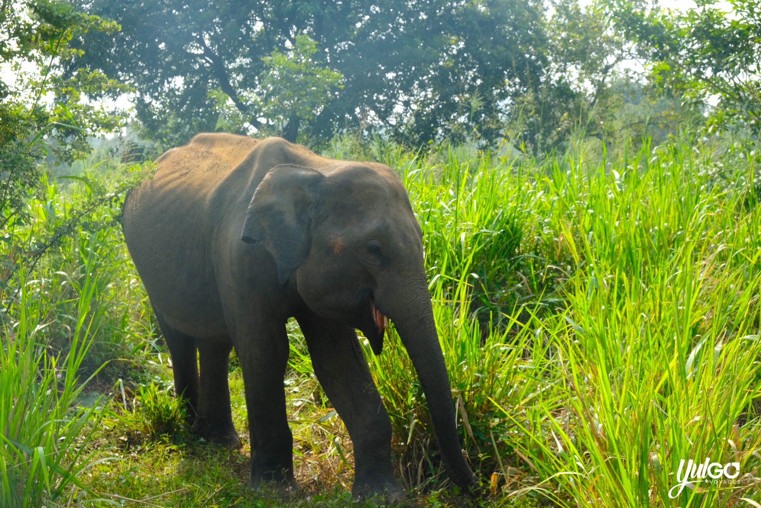 Voyage orgnaisé au Sri Lanka 23