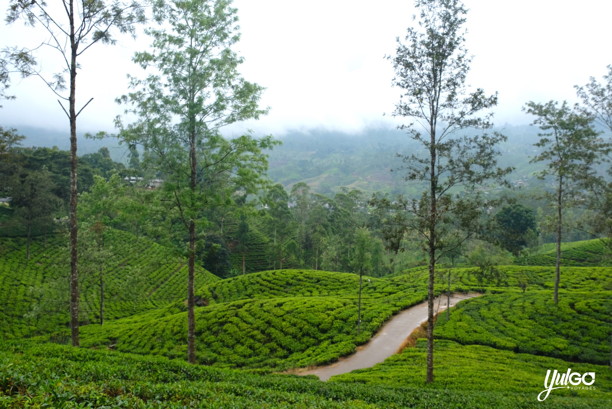 Voyage orgnaisé au Sri Lanka 27