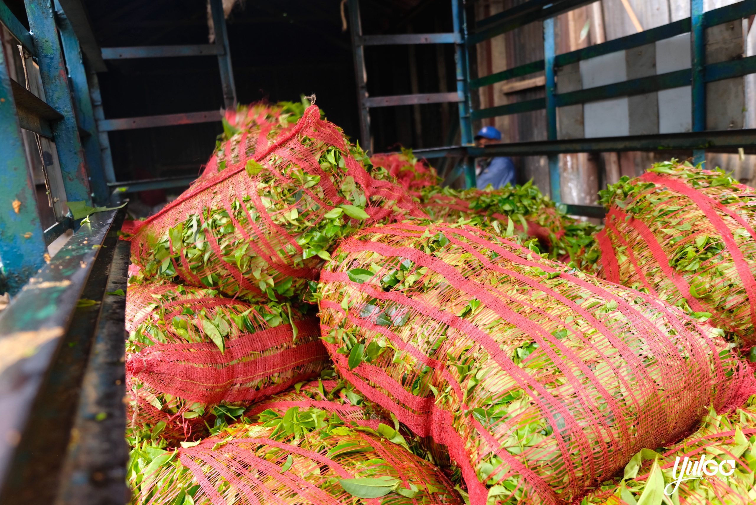 Voyage orgnaisé au Sri Lanka 29