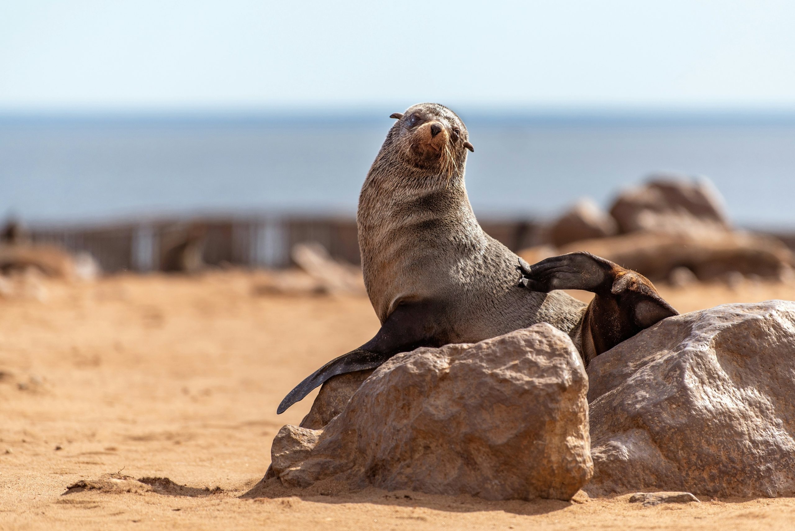 Voyage en Namibie 13