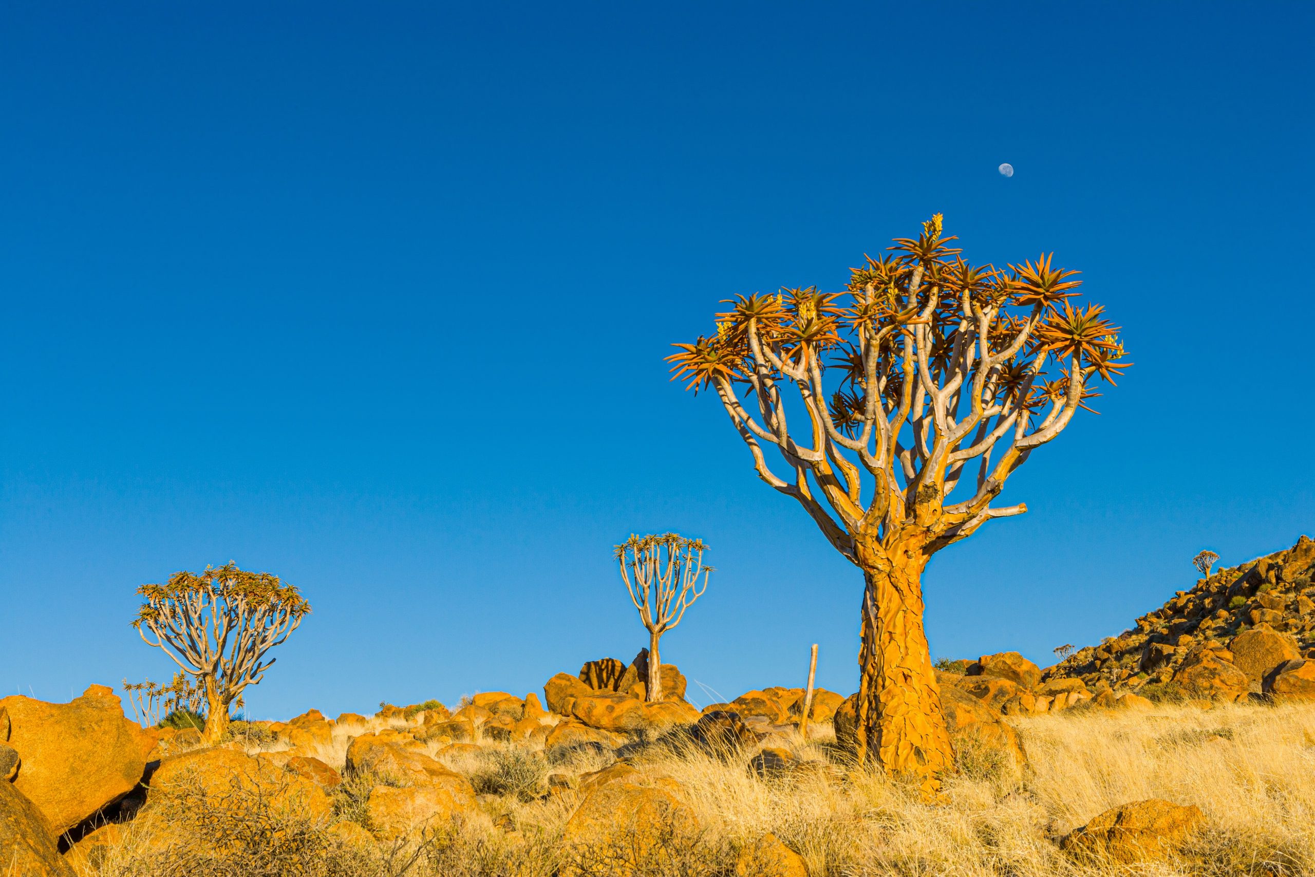 Voyage en Namibie 6